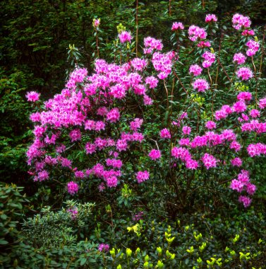 Rhodendrum Davidsonianum Bahçede çiçek açıyor