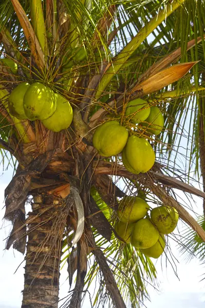 A bunch of  coconut Latin name cocos nucifera hanging from a tree