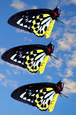 Kuş kanadı kelebekleri Latince adı Ornithoptera euphorion