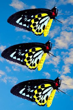 Cairns Birdwing Butterflies Latin name Ornithoptera euphorion flying clipart