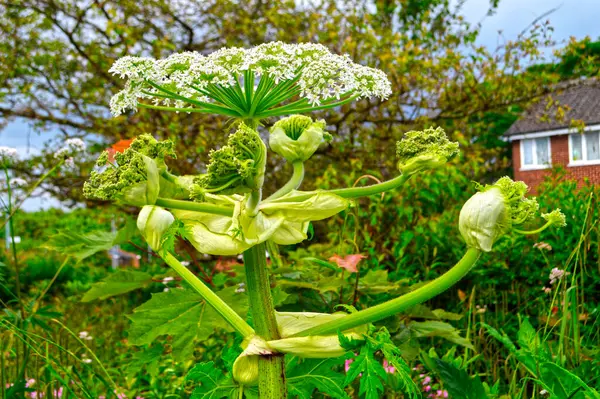 stock image Heracleum sosnowskyi, Sosnowsky's hogweed is an Invasive Alien Species of European Union. It is dangerous for humans because even small drops of the plant's juice cause skin photosensitivity and burns.