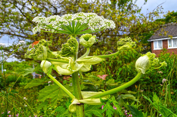 Heracleum sosnowskyi, Sosnowsky's hogweed is an Invasive Alien Species of European Union. It is dangerous for humans because even small drops of the plant's juice cause skin photosensitivity and burns.