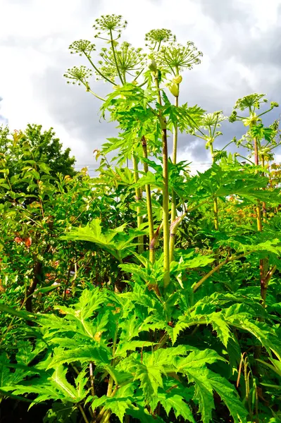 stock image Heracleum sosnowskyi, Sosnowsky's hogweed is an Invasive Alien Species of European Union. It is dangerous for humans because even small drops of the plant's juice cause skin photosensitivity and burns.