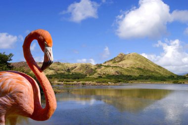 Caribbean flamingo at the south coast lake in St kitts a Caribbean island clipart