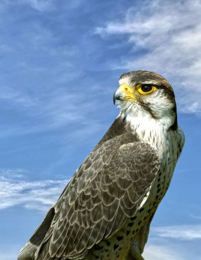 Lanner Falcon Latince adı Falco biarmicus