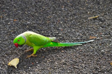 Hint ringboyun papağanı Latince adı Psittacula krameri manillensis