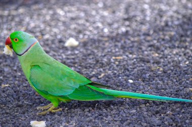 Hint ringboyun papağanı Latince adı Psittacula krameri manillensis