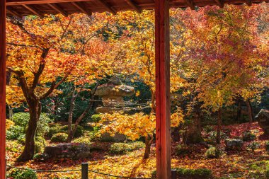 Japonya, Kyoto 'daki Enkoji Tapınağı' ndaki Japon bahçesinde güzel bir akçaağaç yaprağı. Tarihi eser ve sonbahar mevsiminde meşhurdur.