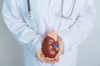 Doctor holding Anatomical kidney Adrenal gland model. disease of Urinary system and Stones, Cancer, world kidney day, Chronic kidney, Urology, Nephritis, Renal and Transplant concept