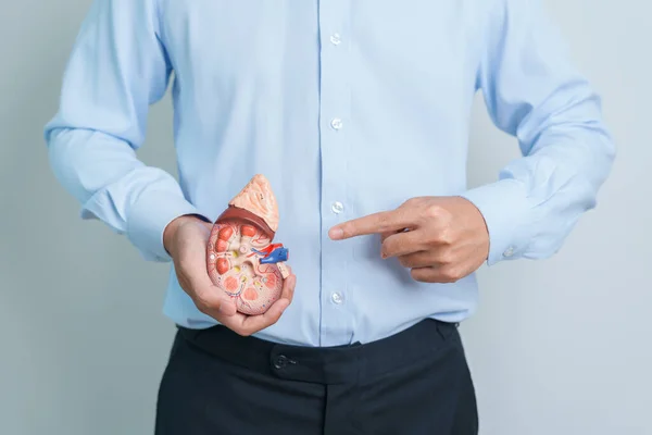 Man holding Anatomical human kidney Adrenal gland model. disease of Urinary system and Stones, Cancer, world kidney day, Chronic kidney and Organ Donor Day concept