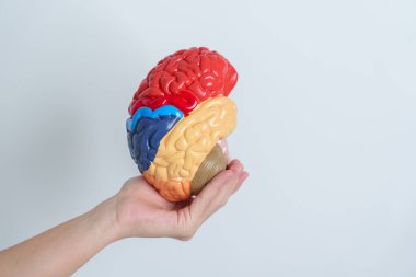 Woman holding human Brain model. World Brain Tumor day, Brain Stroke, Dementia, alzheimer, parkinson and world mental health concept