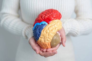Woman holding human Brain model. World Brain Tumor day, Brain Stroke, Dementia, alzheimer, parkinson and world mental health concept