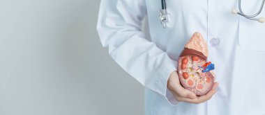 Doctor holding Anatomical kidney Adrenal gland model. disease of Urinary system and Stones, Cancer, world kidney day, Chronic kidney, Urology, Nephritis, Renal and Transplant concept