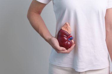 woman holding Anatomical human kidney Adrenal gland model. disease of Urinary system and Stones, Cancer, world kidney day, Chronic kidney and Organ Donor Day concept