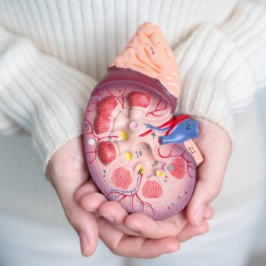 woman holding Anatomical human kidney Adrenal gland model. disease of Urinary system and Stones, Cancer, world kidney day, Chronic kidney and Organ Donor Day concept