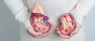 woman holding Anatomical human kidney Adrenal gland model. disease of Urinary system and Stones, Cancer, world kidney day, Chronic kidney and Organ Donor Day concept