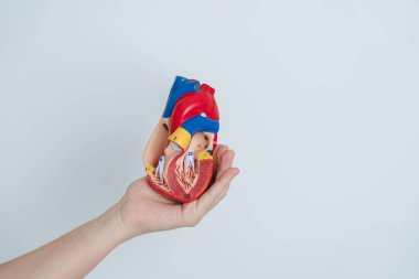 Woman holding human Heart model. Cardiovascular Diseases, Atherosclerosis, Hypertensive Heart, Valvular Heart, Aortopulmonary window, world Heart day and health concept