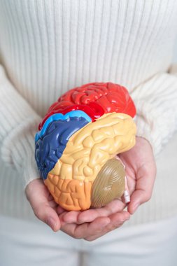 Woman holding human Brain model. World Brain Tumor day, Brain Stroke, Dementia, alzheimer, parkinson and world mental health concept