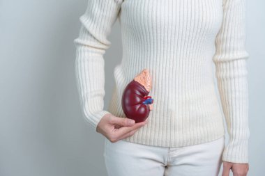woman holding Anatomical human kidney Adrenal gland model. disease of Urinary system and Stones, Cancer, world kidney day, Chronic kidney and Organ Donor Day concept