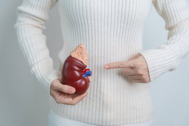 woman holding Anatomical human kidney Adrenal gland model. disease of Urinary system and Stones, Cancer, world kidney day, Chronic kidney and Organ Donor Day concept