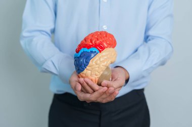 man holding human Brain model. World Brain Tumor day, Brain Stroke, Dementia, alzheimer, parkinson and world mental health concept