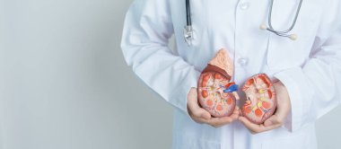 Doctor holding Anatomical kidney Adrenal gland model. disease of Urinary system and Stones, Cancer, world kidney day, Chronic kidney, Urology, Nephritis, Renal and Transplant concept