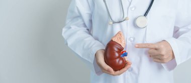 Doctor holding Anatomical kidney Adrenal gland model. disease of Urinary system and Stones, Cancer, world kidney day, Chronic kidney, Urology, Nephritis, Renal and Transplant concept
