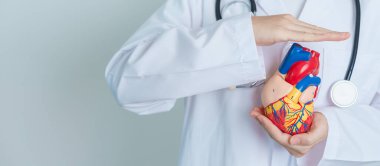 Doctor holding human Heart model. Cardiovascular Diseases, Atherosclerosis, Hypertensive Heart, Valvular Heart, Aortopulmonary window, world Heart day and health concept