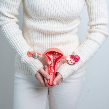 Woman holding Uterus and Ovaries model. Ovarian and Cervical cancer, Cervix disorder, Endometriosis, Hysterectomy, Uterine fibroids, Reproductive system and Pregnancy concept