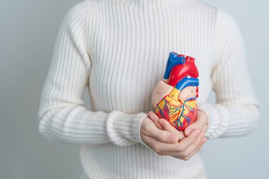 Woman holding human Heart model. Cardiovascular Diseases, Atherosclerosis, Hypertensive Heart, Valvular Heart, Aortopulmonary window, world Heart day and health concept