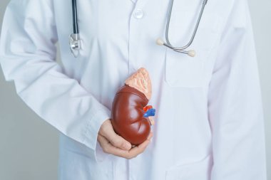 Doctor holding Anatomical kidney Adrenal gland model. disease of Urinary system and Stones, Cancer, world kidney day, Chronic kidney, Urology, Nephritis, Renal and Transplant concept