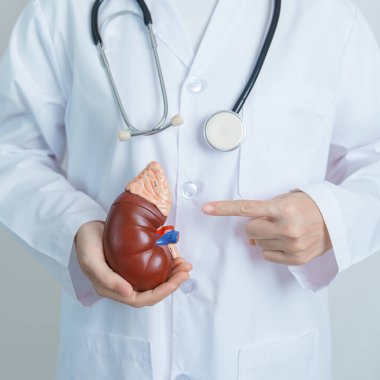 Doctor holding Anatomical kidney Adrenal gland model. disease of Urinary system and Stones, Cancer, world kidney day, Chronic kidney, Urology, Nephritis, Renal and Transplant concept clipart