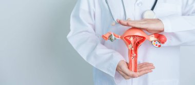 Doctor holding Uterus and Ovaries model. Ovarian and Cervical cancer, Cervix disorder, Endometriosis, Hysterectomy, Uterine fibroids, Reproductive system and Pregnancy concept
