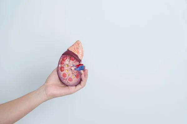 stock image woman holding Anatomical human kidney Adrenal gland model. disease of Urinary system and Stones, Cancer, world kidney day, Chronic kidney and Organ Donor Day concept