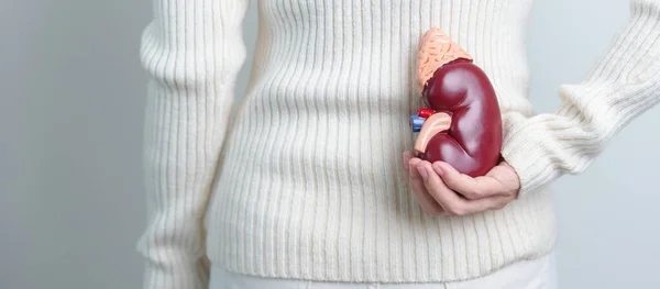 Woman Holding Anatomical Human Kidney Adrenal Gland Model Disease Urinary — Stock Fotó