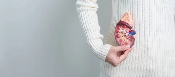 Woman Holding Anatomical Human Kidney Adrenal Gland Model Disease Urinary — Stock Fotó
