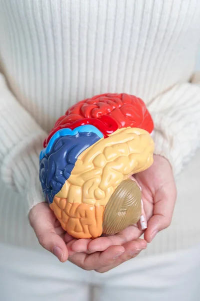 stock image Woman holding human Brain model. World Brain Tumor day, Brain Stroke, Dementia, alzheimer, parkinson and world mental health concept