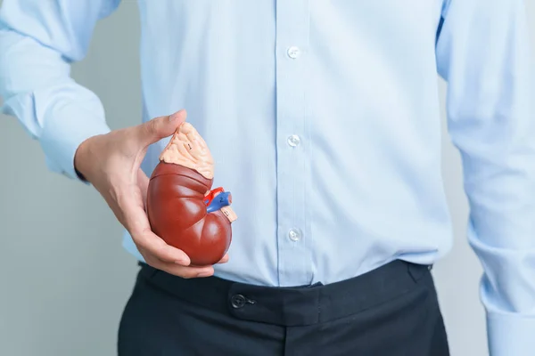 Man Holding Anatomical Human Kidney Adrenal Gland Model Disease Urinary — Stock Photo, Image