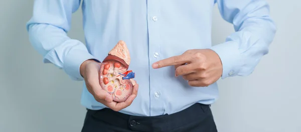 stock image Man holding Anatomical human kidney Adrenal gland model. disease of Urinary system and Stones, Cancer, world kidney day, Chronic kidney and Organ Donor Day concept