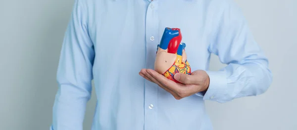 Man Holding Human Heart Model Cardiovascular Diseases Atherosclerosis Hypertensive Heart — Fotografia de Stock