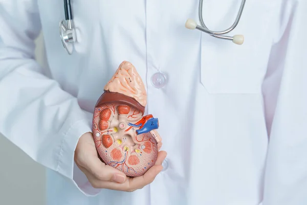 stock image Doctor holding Anatomical kidney Adrenal gland model. disease of Urinary system and Stones, Cancer, world kidney day, Chronic kidney, Urology, Nephritis, Renal and Transplant concept