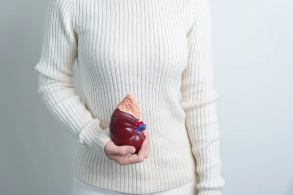 Woman Holding Anatomical Human Kidney Adrenal Gland Model Disease Urinary — ストック写真