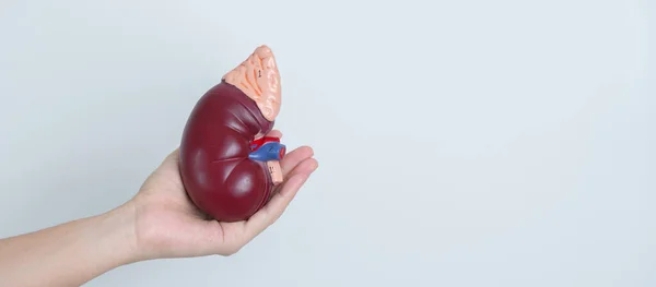Woman Holding Anatomical Human Kidney Adrenal Gland Model Disease Urinary — Foto de Stock