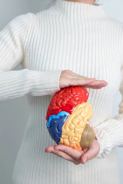 stock image Woman holding human Brain model. World Brain Tumor day, Brain Stroke, Dementia, alzheimer, parkinson and world mental health concept