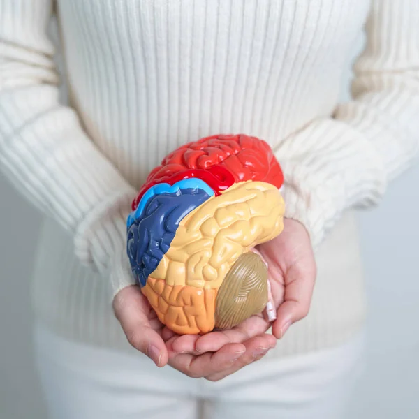 stock image Woman holding human Brain model. World Brain Tumor day, Brain Stroke, Dementia, alzheimer, parkinson and world mental health concept