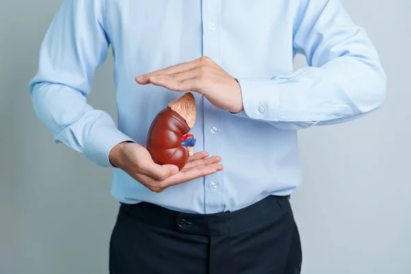 Man Holding Anatomical Human Kidney Adrenal Gland Model Disease Urinary —  Fotos de Stock
