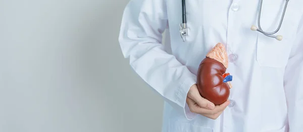 stock image Doctor holding Anatomical kidney Adrenal gland model. disease of Urinary system and Stones, Cancer, world kidney day, Chronic kidney, Urology, Nephritis, Renal and Transplant concept