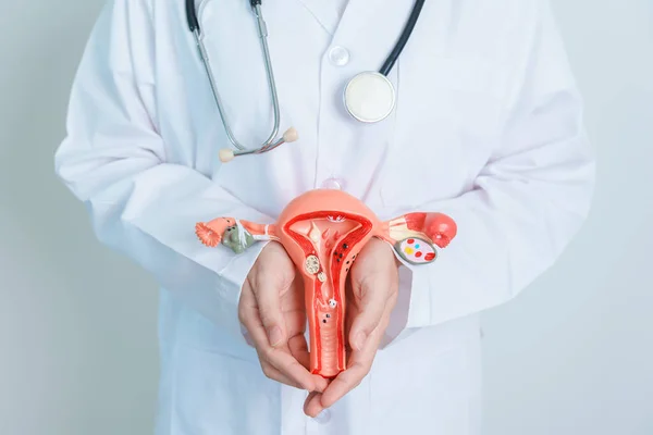 stock image Doctor holding Uterus and Ovaries model. Ovarian and Cervical cancer, Cervix disorder, Endometriosis, Hysterectomy, Uterine fibroids, Reproductive system and Pregnancy concept