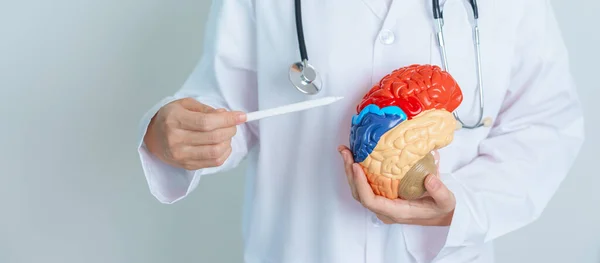 Doctor Holding Human Brain Model World Brain Tumor Day Brain — Foto de Stock