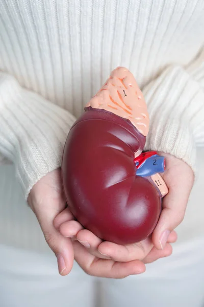 woman holding Anatomical human kidney Adrenal gland model. disease of Urinary system and Stones, Cancer, world kidney day, Chronic kidney and Organ Donor Day concept